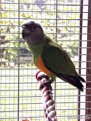 Mohrenkopfpapagei 1,0 von 2025