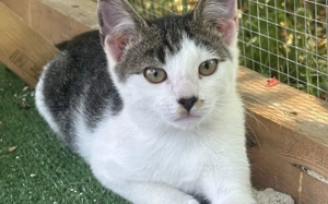 Emil - ein zurückhaltender Schatz wartet auf seine Chance