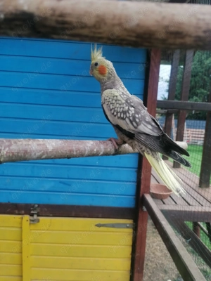 Nymphensittiche zu verkaufen 