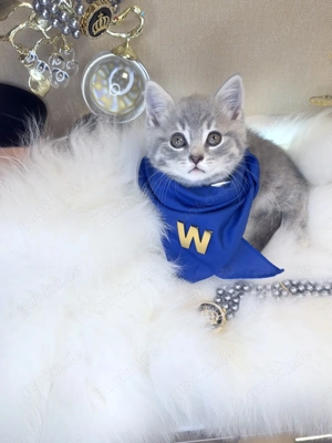 BKH Kitten exklusive,reinrassig  im seltener Farbe zu verkaufen