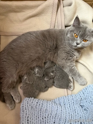 BKH Kitten   liebevolle Britisch Kurzhaar Babys suchen ein Zuhause   
