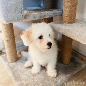 Bichon-Welpen