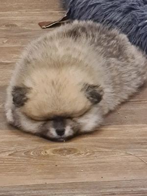 Pomeranian - Zwergspitz  Bild 3 Pomeranian - Zwergspitz  Bild 3