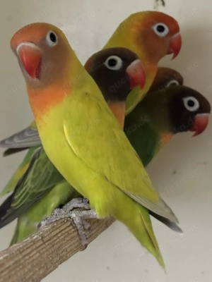 Rußköpfchen, Nigrigenis