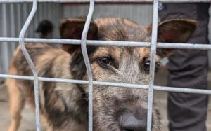 Herzensbrecher Pico sucht seine Menschen