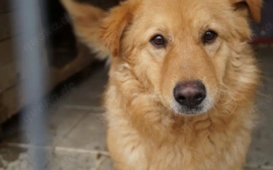 Flauschiger Malfoy sucht Familienanschluss