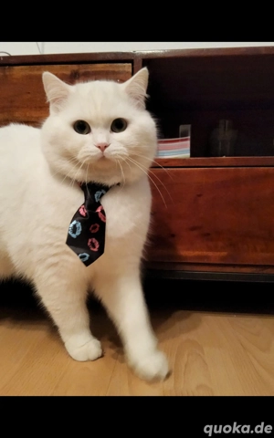 Deckkater BKH, Weiß, Reinrassig