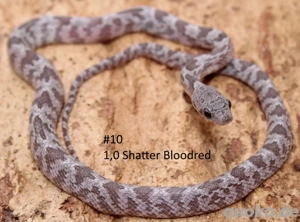 Kornnatter NZ 2025 Shatter Bloodred, Cinder und Bloodred