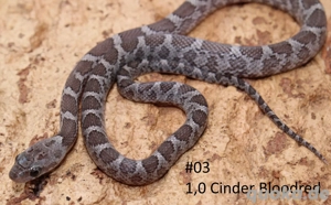 Kornnatter NZ 2025 Cinder+Bloodred