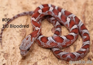 Kornnatter NZ 2025 Bloodred