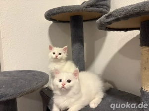 Reinrassige Main Coon Kätzchen 