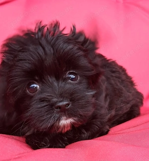 Yorkshire Terrier Welpen 