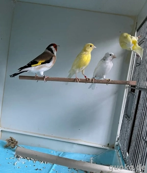 stieglitz major spallt braunpastell