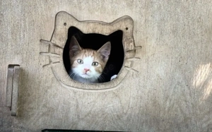 Ein leises Glück auf leisen Pfoten: Fridolin sucht ein Zuhause