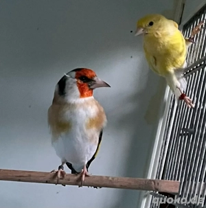 stieglitz major spallt braunpastell