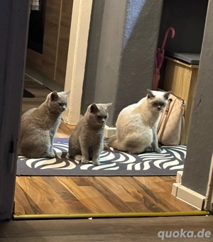 Verkaufe süße Bkh Kätzchen