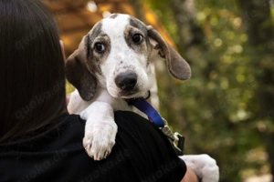 Ritz ist der junge Ritter in Suche nach seiner Familie