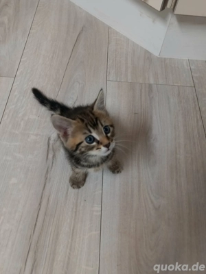 Main Coon Mix Kitten, Babykatzen