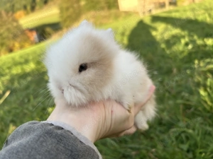 Super süße Teddyzwerge und Löwenköpfchen Zwergkaninchen Bild 2