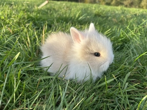 Super süße Teddyzwerge und Löwenköpfchen Zwergkaninchen Bild 5
