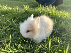 Super süße Teddyzwerge und Löwenköpfchen Zwergkaninchen Bild 3