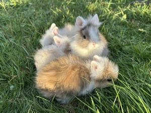 Super süße Teddyzwerge und Löwenköpfchen Zwergkaninchen Bild 4