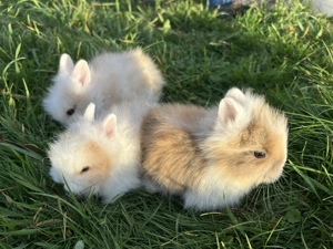 Super süße Teddyzwerge und Löwenköpfchen Zwergkaninchen Bild 6