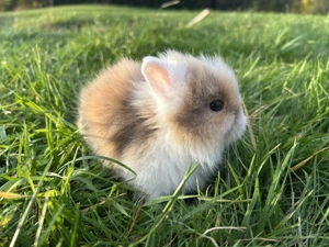 Super süße Teddyzwerge und Löwenköpfchen Zwergkaninchen Bild 7