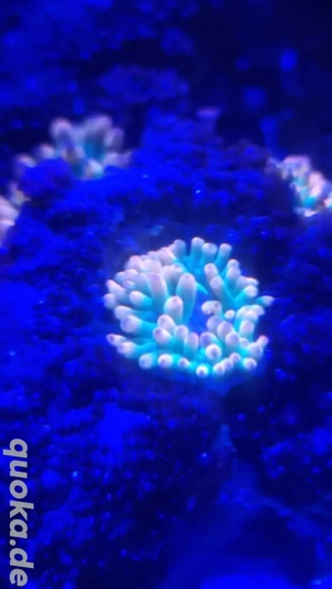 Entacmea quadricolor Sunburst Blasenanemone Kupferanemone Meerwasser Korallen