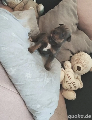 Einzigartige bullymixe nur noch 2 frei 