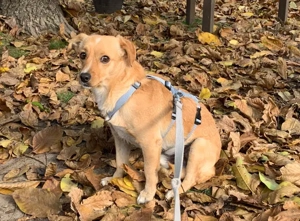 Coco sucht sein Zuhause