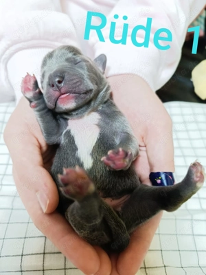 Unsere Welpen sind da!