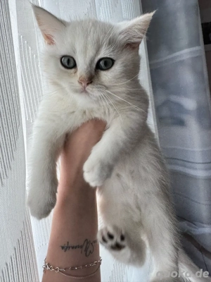 Britisch Kurzhaar Kätzchen Creme!