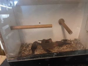 Orangenbäckchen  Bild 2