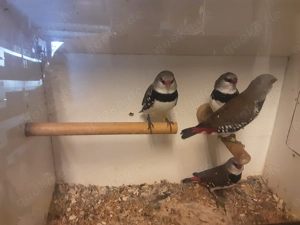 Orangenbäckchen  Bild 5