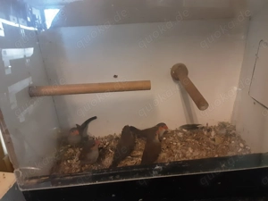 Orangenbäckchen  Bild 3