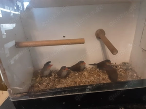 Orangenbäckchen  Bild 4