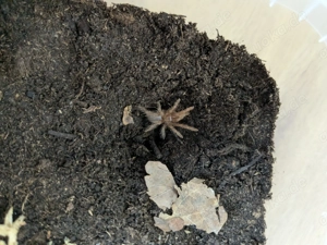 Verschiedene Vogelspinnen Spiderlinge als Paket