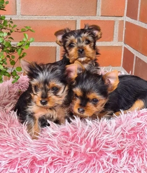 Yorkshire Terrier Welpen
