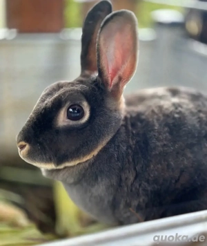 Handzahmes Zwerg Rex Kaninchen | W |