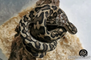 Morelia spilota Weibchen 100% het axanthisch, 50% double het Granit, Albino (IJAX-0325)