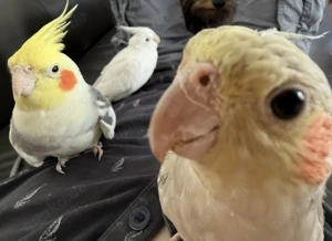 Zwei zahme Nymphensittiche suchen ein neues Zuhause