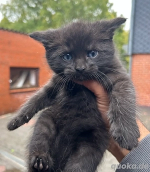 babykatzen abzugeben