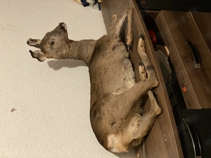 Tierpräparate Zu verkaufen  Bild 4