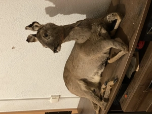 Tierpräparate Zu verkaufen  Bild 2