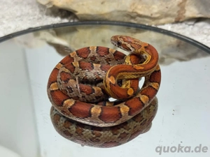 Classic Kornatter Weibchen