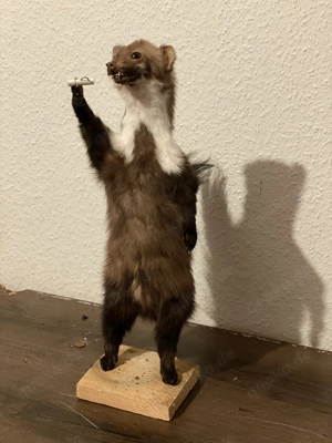 Tierpräparate zum verkaufen