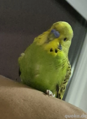 Wellensittiche - männlich