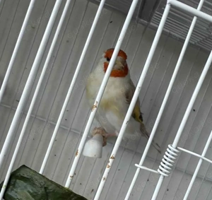 Stiglitz Isabil von 2023 zum Verkaufen 