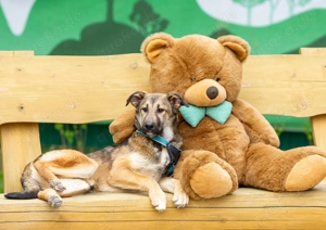 Süßer Caesar ist Ihr Weg zu einem neuen Zuhause